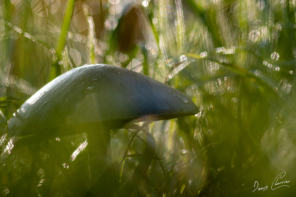 Champignon dans une prairie humide